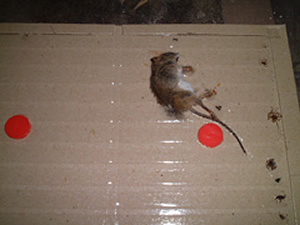 ネズミ捕獲