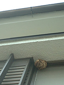 軒下のスズメバチの巣