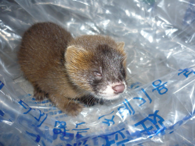 イタチ赤ちゃん 日東防疫 害虫駆除と有害獣駆除の専門業者で確実な駆除対策を