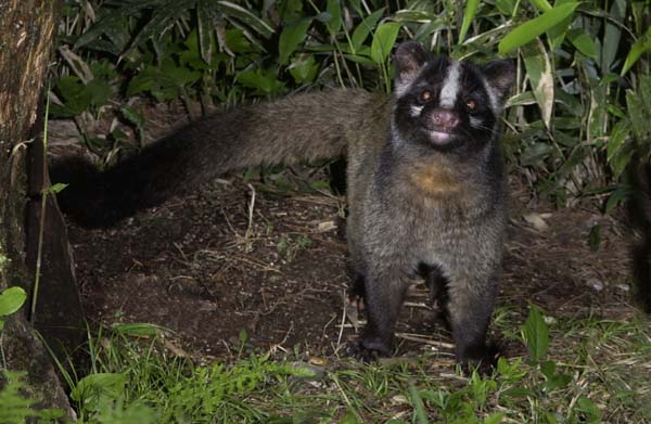 ハクビシンとムササビとアナグマ 社長の部屋 日東防疫 害虫駆除と有害獣駆除の専門業者で確実な駆除対策を