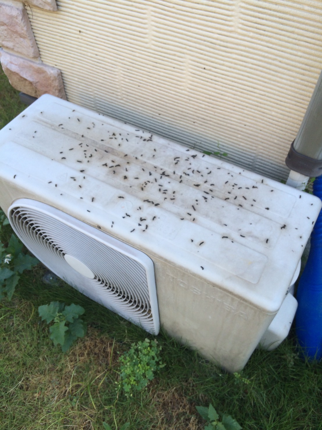 コウモリ被害は 社長の部屋 日東防疫 害虫駆除と有害獣駆除の専門業者で確実な対策を