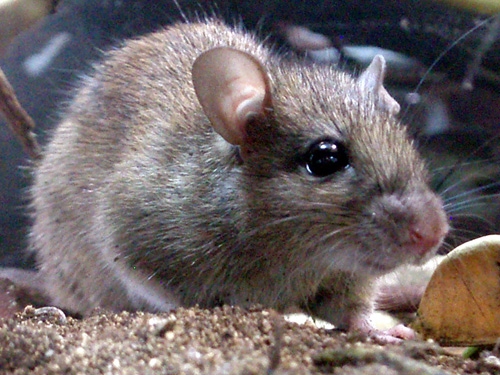 ネズミ対策は 社長の部屋 日東防疫 害虫駆除と有害獣駆除の専門業者で確実な駆除対策を