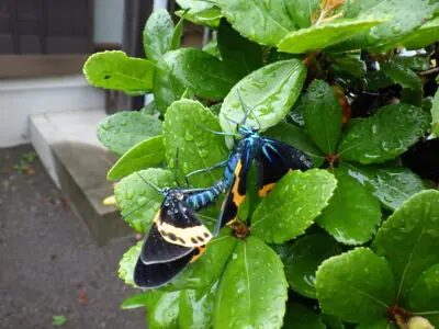 キオビエダシャクの成虫(生垣)
