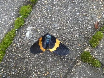 キオビエダシャクの成虫