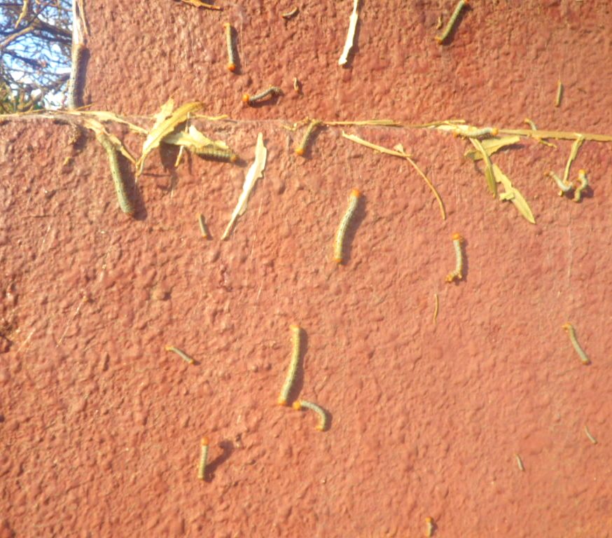生垣に大量発生したキオビエダシャクの幼虫